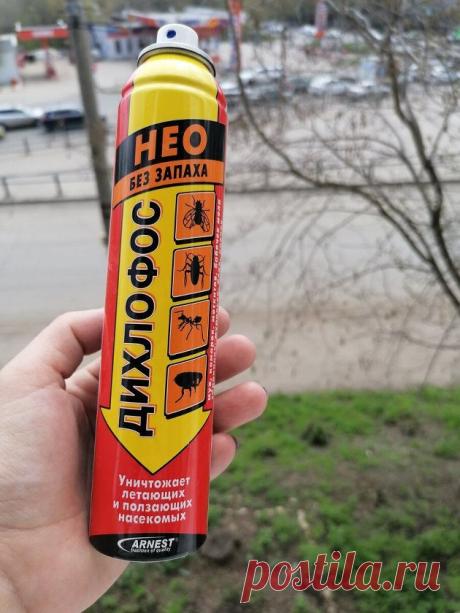 Быстрый способ побороть паутинного клеща на ягодниках или комнатных растениях | Любимая Дача Пульс Mail.ru