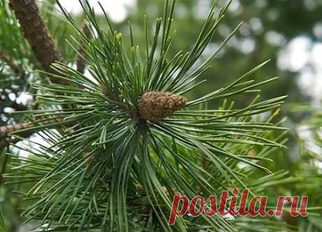 Лечебные свойства хвои сосны