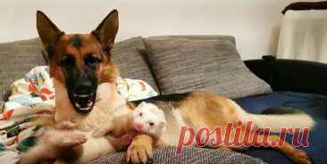 Нерaзлучные друзья