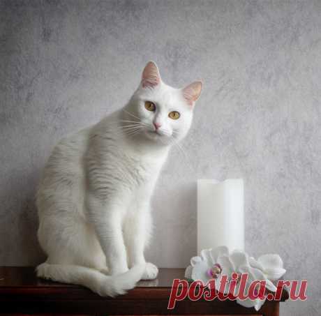 photo: Коты тоже умеют слушать | photographer: Анастасия Панкова | WWW.PHOTODOM.COM