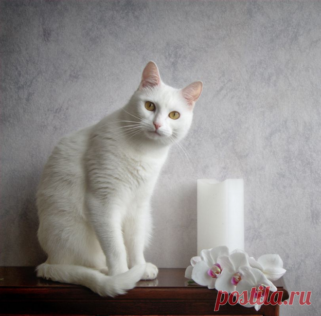 photo: Коты тоже умеют слушать | photographer: Анастасия Панкова | WWW.PHOTODOM.COM