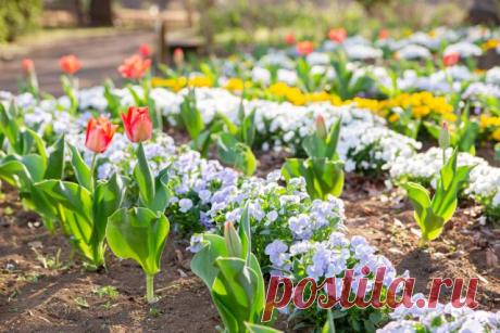 Что посадить рядом с первоцветами, чтобы клумба не пустовала летом | Цветники и клумбы (Огород.ru)