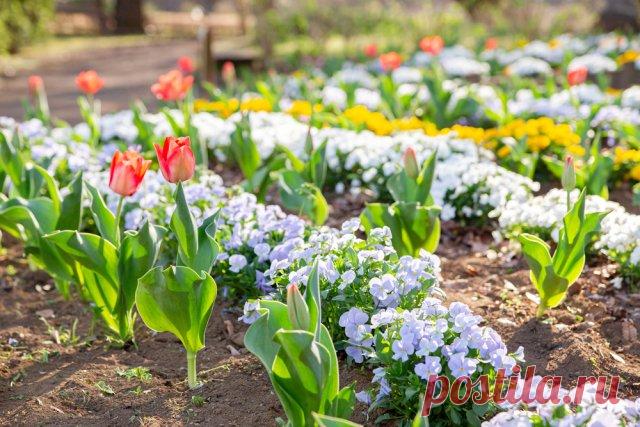 Что посадить рядом с первоцветами, чтобы клумба не пустовала летом | Цветники и клумбы (Огород.ru)