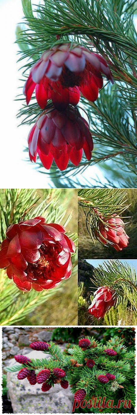 (56) Одноклассники