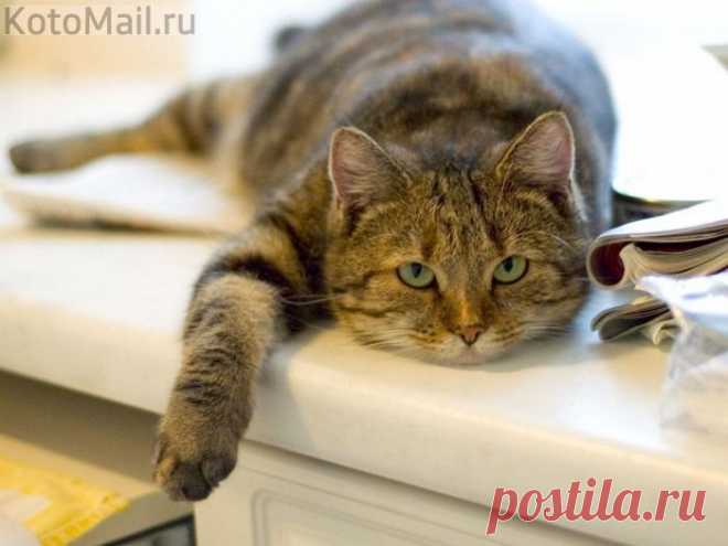 Может корову завести... Кот Матроскин смог же...