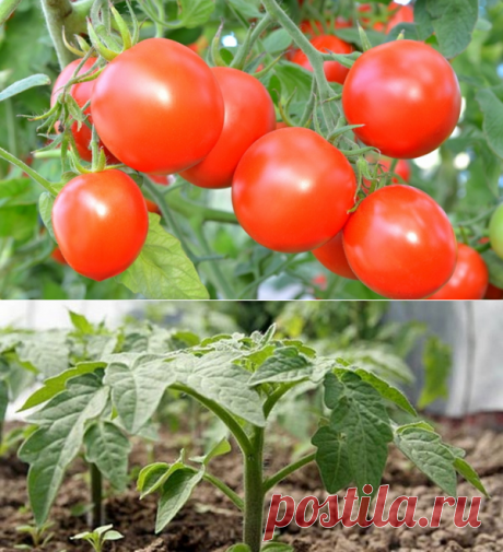 Уникальный способ посева томатов... под зиму