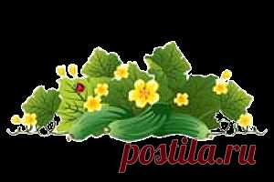 Огурцы к маю - Огород - Каталог статей - Садовник