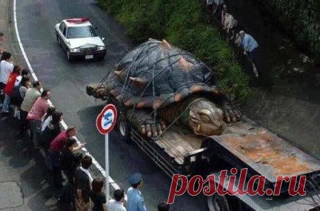 Одноклассники