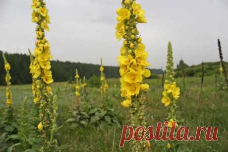 Коровяк скипетровидный – свойства, рецепты, лечение, противопоказания – NeBolet