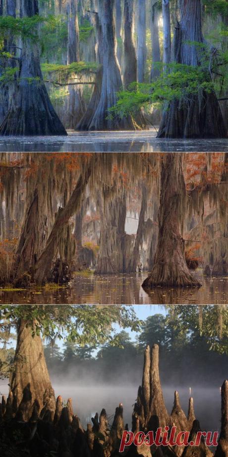 Мистическое озеро Каддо - 25 фото.