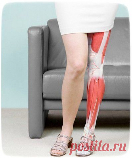 10 занимательных фактов о мышцах и костях человека — Наука и жизнь