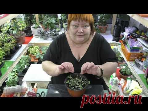 выращивание дихондры, формировка