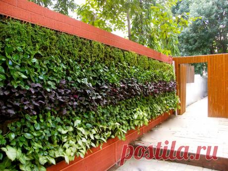 Чем закрыть забор на даче - Бабушкина дача