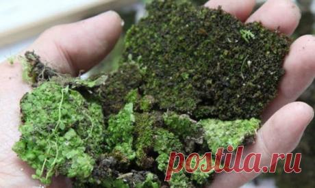 Когда вы нарисуете на стене этой смесью все решат, что это вандализм… Но несколько дней спустя не смогут остаться равнодушны!