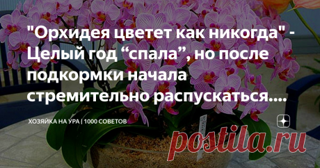 "Орхидея цветет как никогда" - Целый год “спала”, но после подкормки начала стремительно распускаться. Делюсь рецептом удобрения Доброго вам дня, уважаемые читатели!
Спору нет, цветы  - украшение любого дома. Их красота непременно повышает настроение и делает пространство куда уютнее.   Орхидеи  - отдельный вид искусства, если можно так выразиться. Этот цветочек имеется почти что у всех людей, выращивающих что-нибудь на подоконнике. Орхидеи особенно красивы в момент своего...