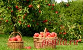 Когда собирать урожай яблок и как правильно его хранить