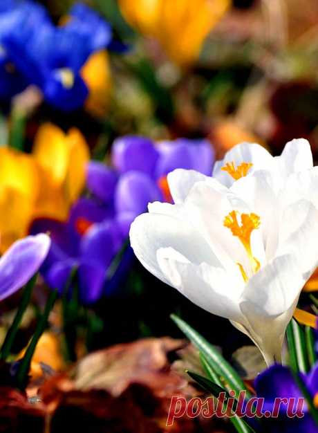 Я люблю ✿ ЦВЕТЫ ✿ | I ♥ Flowers