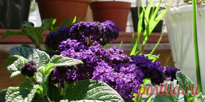 Посадка гелиотропа семенами на рассаду: как и когда сажать семена данного цветка?