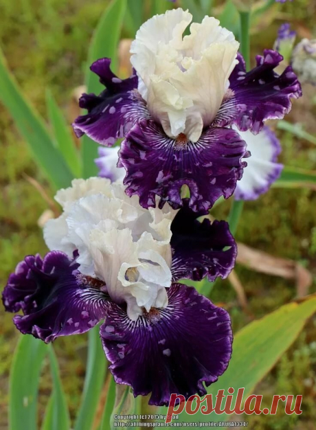 TB Iris germanica 'Fast Talker' (Blyth, 2014) 可 愛 い 花. в Яндекс.Коллекциях