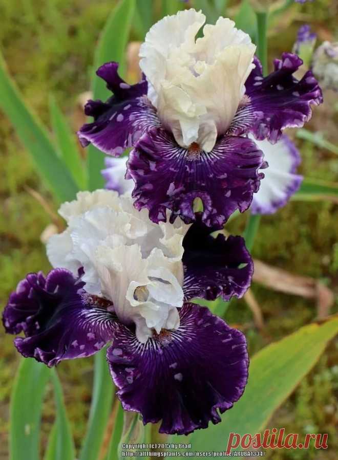 TB Iris germanica 'Fast Talker' (Blyth, 2014) 可 愛 い 花. в Яндекс.Коллекциях