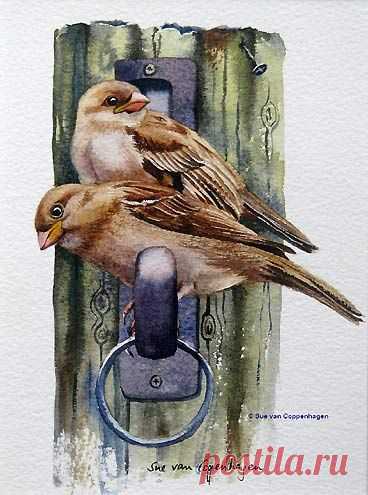 Найдено на сайте birdingart.com.