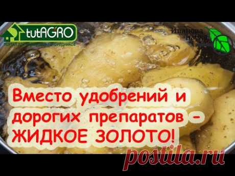 ЖИДКОЕ ЗОЛОТО для подкормки рассады и комнатных растений, для устранения запаха дачных туалетов.