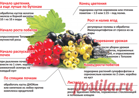 Уход за смородиной по этапам роста