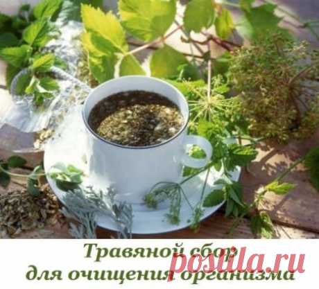 Травяной сбор для очищения организма
Среди народных рецептов существует сбор, который по степени очищения организма вполне может заменить вам 40-дневный пост. Травы, которые входят в его состав, помогают расщеплять и выводить из организма жировые и известковые отложения, улучшают обмен веществ, очищают сосуды и делают их более эластичными, что предупреждает развитие опухолей, стенокардии, инфаркта и склероза. У вас пройдет шум в голове и улучшится зрение.
Цветки ромашки аптечной – 100 г.;
Трав