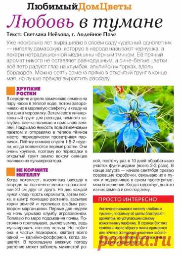 Нигелла дамасская (черный тмин) в своем саду