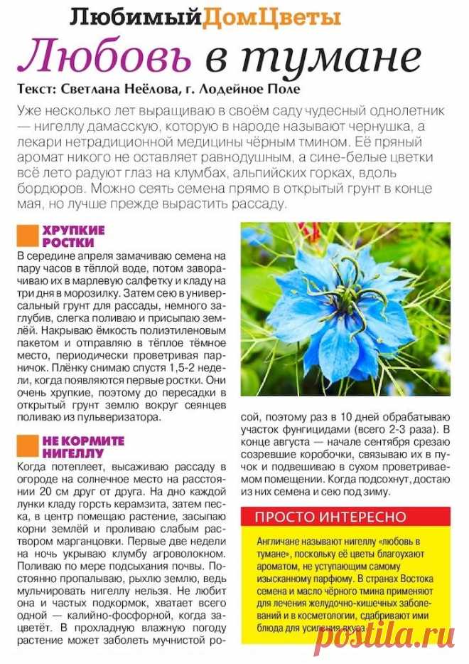 Нигелла дамасская (черный тмин) в своем саду