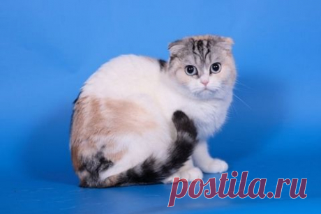 MALECAT | Продажа котят