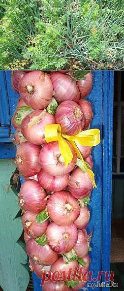 Секреты хорошего урожая лука: Сад, огород и дача - женская социальная сеть myJulia.ru