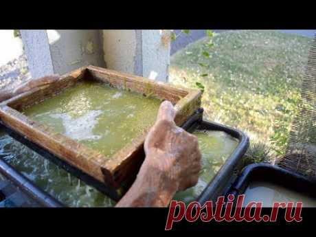 Making Paper From Plants : Beach Grass :: Paper You Can Print On