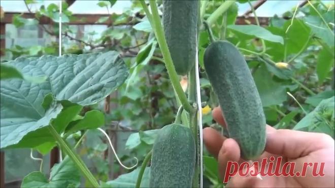 Сорта огурцов в реальности, а не на картинке. Советую к выращиванию