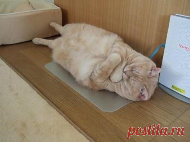 В любой непонятной ситуации успокойся, ляг, обними себя, пойди покушай. Береги нервишки.