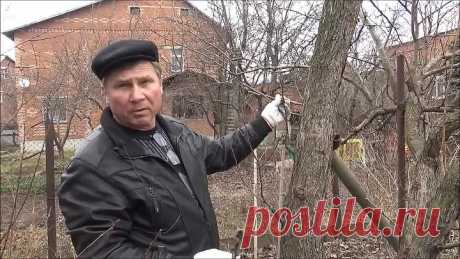 ПРИВИВКА НА СТВОЛ ДЕРЕВА с помощью ДРЕЛИ _ ПРОСТОЙ и НАГЛЯДНЫЙ СПОСОБ