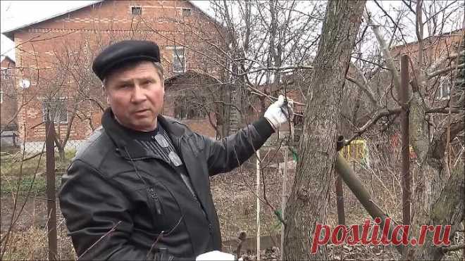 ПРИВИВКА НА СТВОЛ ДЕРЕВА с помощью ДРЕЛИ _ ПРОСТОЙ и НАГЛЯДНЫЙ СПОСОБ