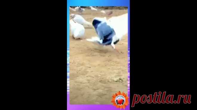 Вот это кульбит! Красота!