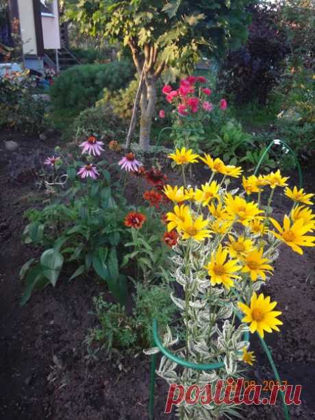 Пестролистные многолетники моего сада. Ленинградская область. Синявино.