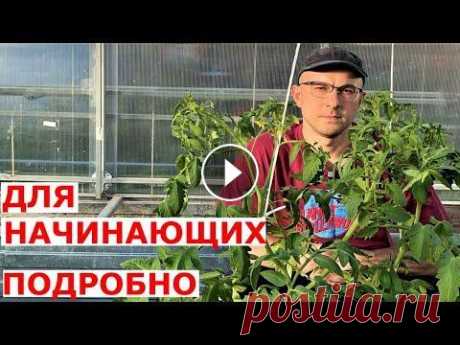 Как формировать томаты низкорослые и высокорослые Как формировать детерминатные и индетерминантные томаты? Канал на Яндекс Дзене - Помощь каналу, карта Сбербанка - 4276 3800 7513 3459 Роман Андреевич ...