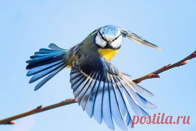 Лазоревка. Автор фото — Наталья Бачкова: nat-geo.ru/photo/user/29452/  |  National Geographic Россия