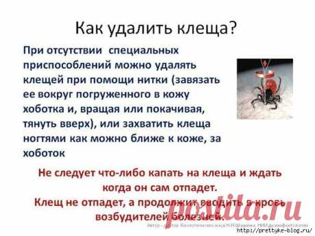 Как предотвратить нападение клеща и что делать, если клещ уже присосался