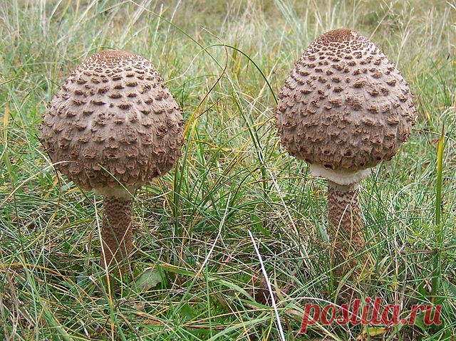 Какие грибы можно жарить без варки