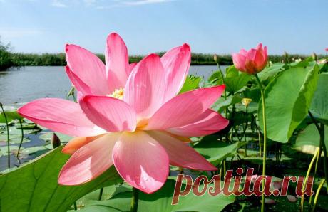 Мир путешествий: Там, где цветут лотосы...