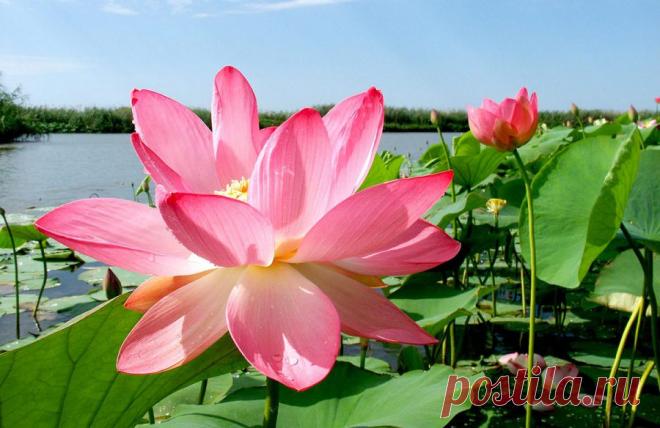 Мир путешествий: Там, где цветут лотосы...