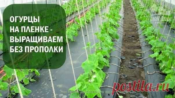 ➡ Моя Уютная Дача, сад и огород ✔ Подпишись