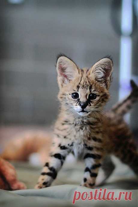 Meet Sheldon the Playful Serval Cub at Point Defiance Zoo - ZooBorns