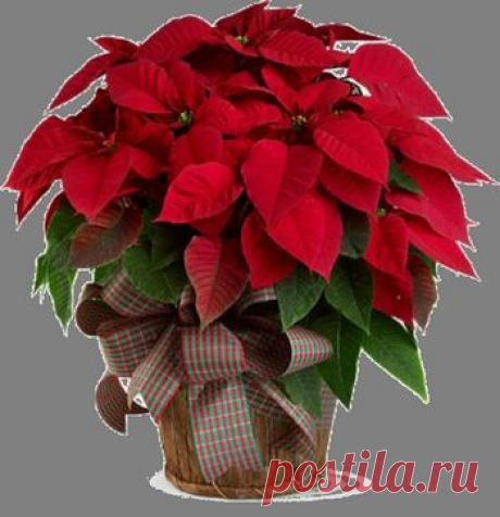 Главный  Рождества
