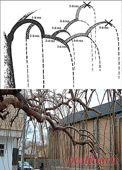 ДАЧА.   УХОД ЗА РАСТЕНИЯМИ.  СТРИЖКА ВЕСНОЙ..