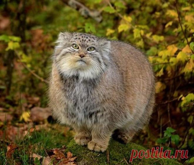 Mega-Chonker Of A Cat Looks Adorably Angry (16 Pics) - I Can Has Cheezburger?
